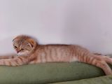 4 Aylık Scottish Fold Golden Tabby Sıfır Kulak Erkek