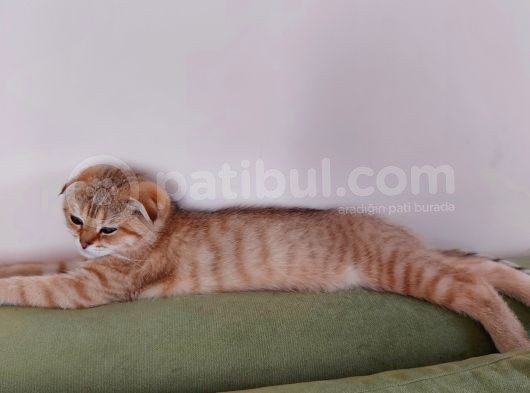 4 Aylık Scottish Fold Golden Tabby Sıfır Kulak Erkek görsel