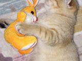 4 Aylık Scottish Fold Golden Tabby Sıfır Kulak Erkek