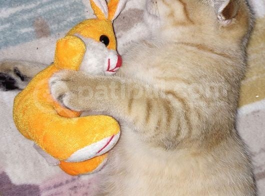 4 Aylık Scottish Fold Golden Tabby Sıfır Kulak Erkek görsel