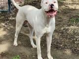 Safkan Orjinal Dogo Argentino Yavrular