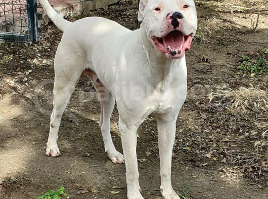 Safkan Orjinal Dogo Argentino Yavrular görsel