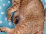 4 Aylık Scottish Fold Golden Tabby Sıfır Kulak Erkek