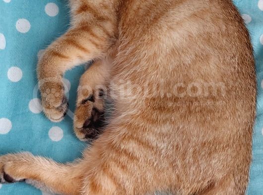 4 Aylık Scottish Fold Golden Tabby Sıfır Kulak Erkek