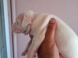 Safkan Orjinal Dogo Argentino Yavrular