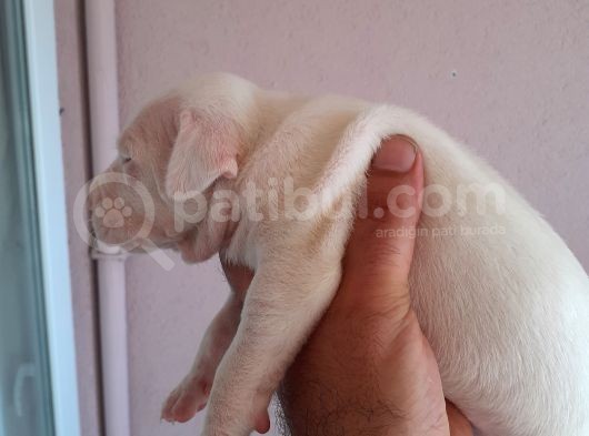 Safkan Orjinal Dogo Argentino Yavrular görsel