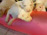 Safkan Orjinal Dogo Argentino Yavrular