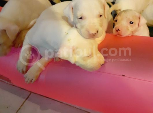 Safkan Orjinal Dogo Argentino Yavrular görsel