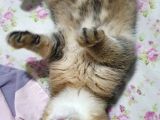 Safkan Scottish Fold