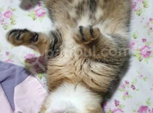Safkan Scottish Fold görsel