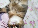 Safkan Scottish Fold
