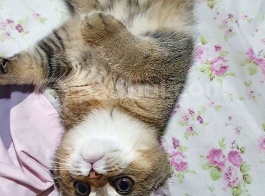 Safkan Scottish Fold görsel