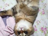 Safkan Scottish Fold