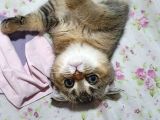 Safkan Scottish Fold