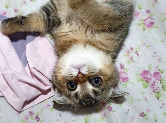 Safkan Scottish Fold