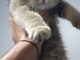 Safkan Scottish Fold