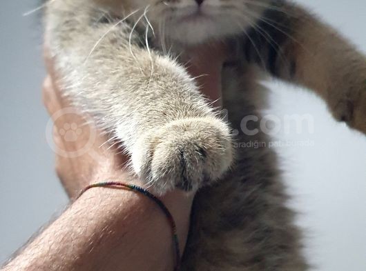 Safkan Scottish Fold görsel