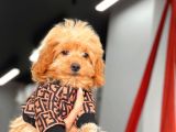 Red Dişi Toy Poodle Yavrumuz
