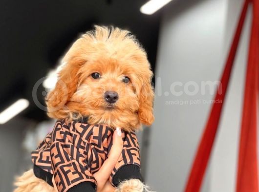Red Dişi Toy Poodle Yavrumuz görsel