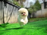 Ayı Surat Pomeranian Boo Yavrularımız