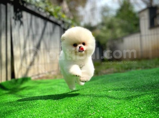 Ayı Surat Pomeranian Boo Yavrularımız görsel