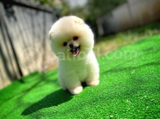 Ayı Surat Pomeranian Boo Yavrularımız