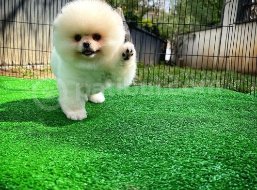 Ayı Surat Pomeranian Boo Yavrularımız görsel