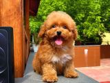 Tüy dökülmesi Az Toy Poodle