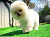 Ayı Surat Pomeranian Boo Yavrularımız