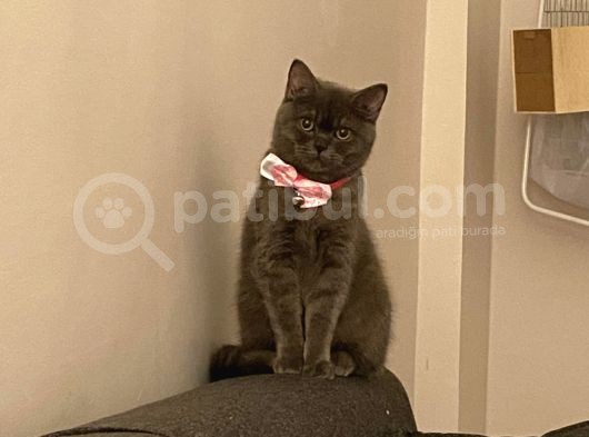 Kizima Eş Arıyorum görsel