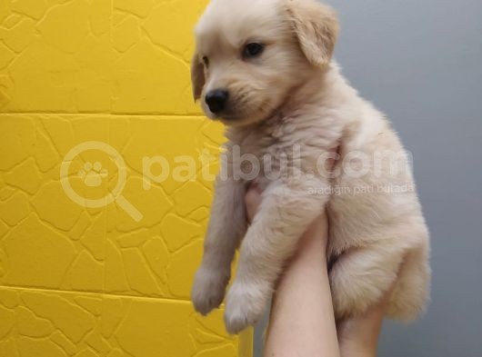 Sıfır Burun Baby Face Suratlı Erkek Yavrumuz görsel