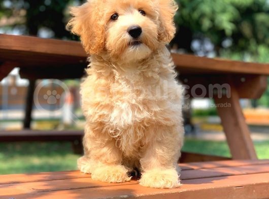Safkan Uretimimiz Disi Erkek Maltipoo Yavrular