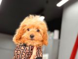 Red Dişi Toy Poodle Yavrumuz