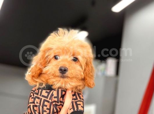 Red Dişi Toy Poodle Yavrumuz
