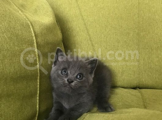 6 Haftalık British Shorhair Yavru görsel