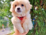 Gülen Suratlı Terrier