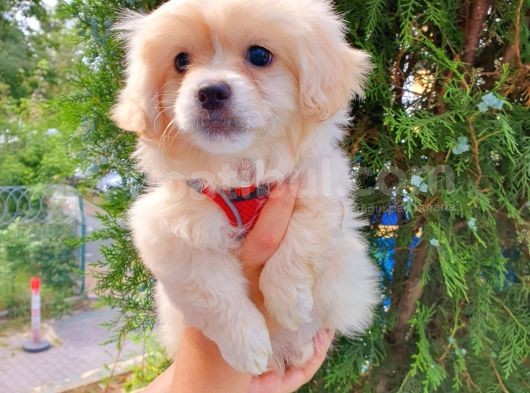 Gülen Suratlı Terrier görsel