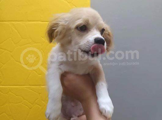 3 Aylık Aşılı Toy Yavru görsel