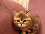 Exotıc Bırıtısh Shorthair Çok Güzel Ve Özel Bir Cins Bayılacaksınız