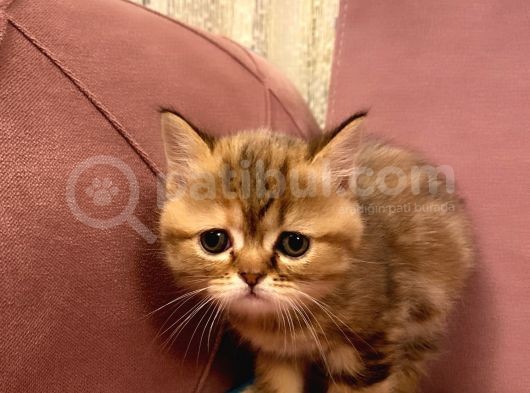 Exotıc Bırıtısh Shorthair Çok Güzel Ve Özel Bir Cins Bayılacaksınız görsel