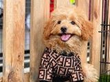Red Dişi Toy Poodle Yavrumuz