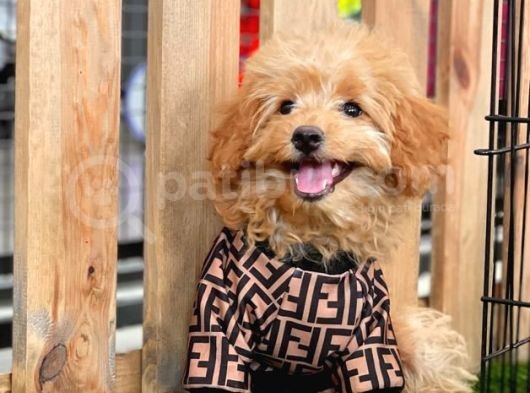 Red Dişi Toy Poodle Yavrumuz görsel