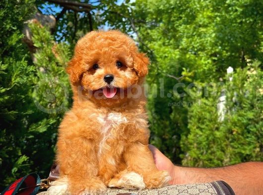 Tüy Dökülmesi Az Toy Poodle görsel