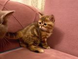 Exotıc Bırıtısh Shorthair Çok Güzel Ve Özel Bir Cins Bayılacaksınız
