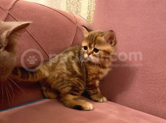 Exotıc Bırıtısh Shorthair Çok Güzel Ve Özel Bir Cins Bayılacaksınız görsel