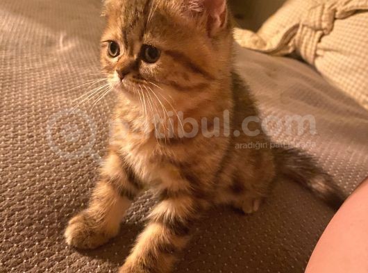 Exotıc Bırıtısh Shorthair Çok Güzel Ve Özel Bir Cins Bayılacaksınız görsel