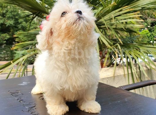 Kore Maltese görsel