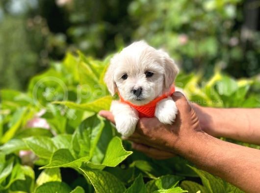 Tatli Maltese Terri̇er görsel