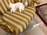 11 Aylık Pomeranian Erkek
