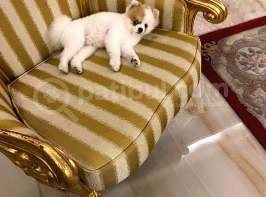 11 Aylık Pomeranian Erkek görsel